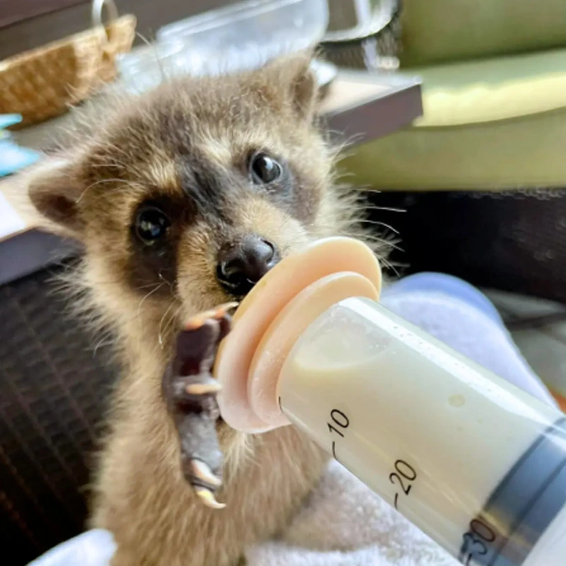 Animal Educations and Rescue Organization (A.E.R.O.)